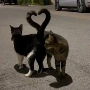 Meet your Posher, Paloma